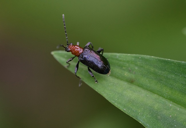病蟲害監(jiān)測預警系統(tǒng)